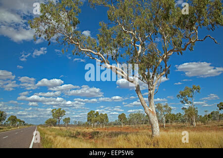 Eucalyptus / gommiers dans l'outback australien, le long de la route de Barkly, Territoire du Nord, Australie