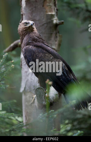 Schreiadler / Aquila pomarina, l'aigle pomarin Banque D'Images