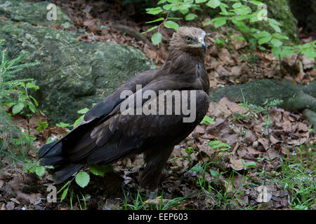 L'aigle pomarin Schreiadler Banque D'Images