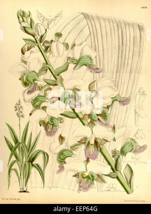 Eulophia rosea, anciennement connue sous le nom de Lissochilus sandersonii, est une espèce d'orchidée illustrée dans le magazine Botanical de Curtis en 1886. Cette orchidée est reconnue pour ses fleurs attrayantes et est originaire des régions tropicales, souvent cultivée pour sa valeur ornementale. Banque D'Images