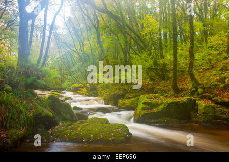 Belle misty woodland lieux à quelques réserve naturelle sur la rivière Fowey Cornwall England UK Europe Banque D'Images