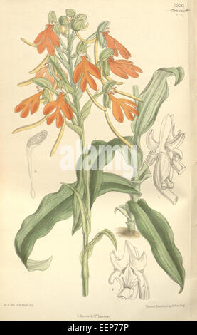 Habenaria rhodocheila - Curtis' 123 (Ser. N° 3 53) PL 7571 (1897) Banque D'Images
