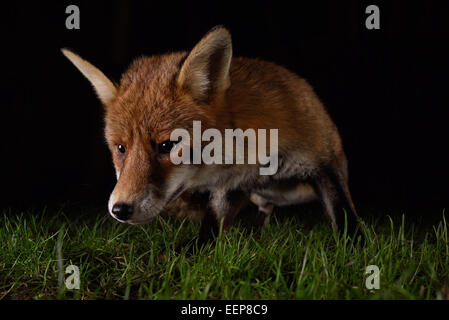 Fox urbain close up at night Banque D'Images