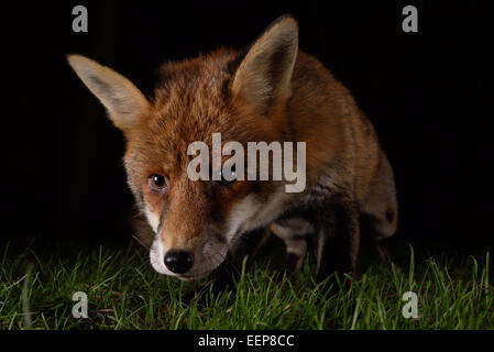 La nuit du renard urbain visiter un jardin de Londres. Banque D'Images