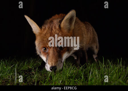 Fox la nuit urbaine la visite d'un jardin du sud de Londres Banque D'Images