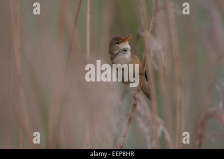 Teichrohrsänger / Acrocephalus scirpaceus / (Eurasie) rousserolle effarvatte Acrocephalus scirpaceus] [ Banque D'Images