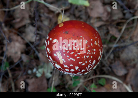 / Fliegenpilz Amanita muscaria / fly agarics [Amanita muscaria] Banque D'Images