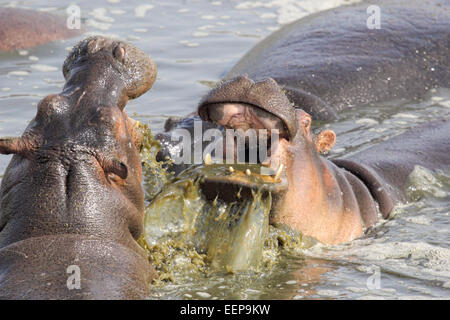 Deux énormes hippopotames mâles (Hippopotamus amphibius) combats dans une piscine dans le Parc National du Serengeti, Tanzanie Banque D'Images