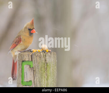 Une femelle cardinaux perché sur un poteau de bois. Banque D'Images