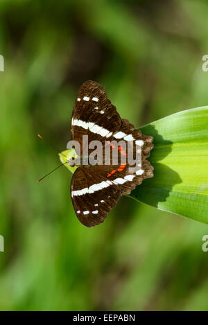 Peacock bagués (Anartia Fatima) Butterfly Costa Rica, Amérique Centrale Banque D'Images