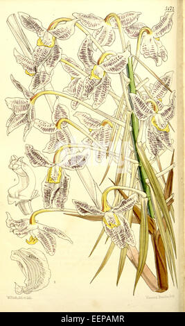 Schomburgkia lyonsii est une espèce d'orchidée originaire d'Amérique centrale et du Sud. Il est connu pour ses grandes fleurs saisissantes qui fleurissent dans des tons vibrants de violet, jaune et orange. Banque D'Images