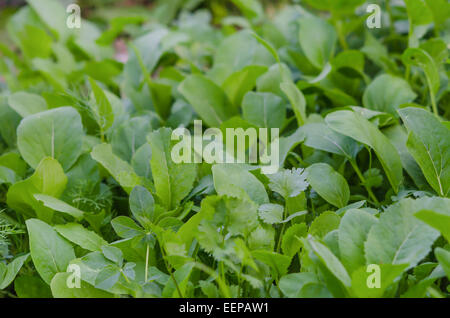 Jardin de légumes verts, Choy sum, une sorte de légumes chinois. Banque D'Images