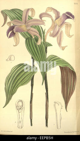 Sobralia sessilis (S. decora) - Curtis c. 120 (ser. N° 3 50) pl. 7376 Banque D'Images