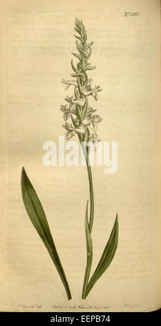 Spiranthes cernua, anciennement connu sous le nom de Neottia cernua, est une espèce indigène d'orchidée nord-américaine illustrée dans Curtis' Botanical Magazine (1813). Il est noté pour son arrangement en spirale de fleurs blanches. Banque D'Images