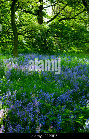 Avis de Bluebells Hyacinthoides non-scripta une vivace bulbeuse plante donnant la couverture du sol dans la région de Woodland à soleil du printemps Banque D'Images