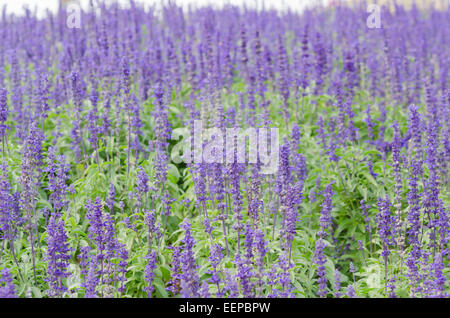 Fleurs de Lavande pourpre douce dans le domaine Banque D'Images