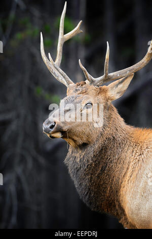 Un bull elk à Banff. Banque D'Images