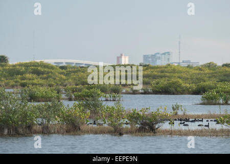 Point noir de la faune à Merritt Island NWR, FL. Titusville en arrière-plan Banque D'Images