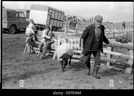 Salon de l'agriculture, Shetland. Banque D'Images