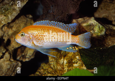 Maylandia estherae Red Zebra, Cichlidae du lac Malawi, Afrique Banque D'Images