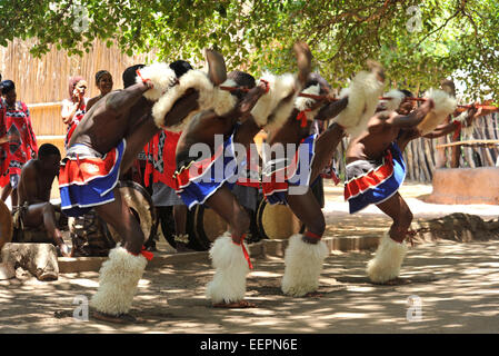 Matsamo, Swaziland, groupe de danseurs traditionnels masculins Swazi effectuer high kick au cours de la danse de guerre des touristes à Matsamo Cultures Swaziland Banque D'Images