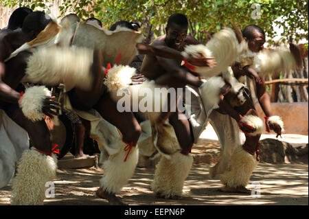 Groupe d'homme africain dancers performing dance de guerre de haute énergie pour les touristes à Matsamo village culture Cultures, Swaziland, les destinations de voyage Banque D'Images