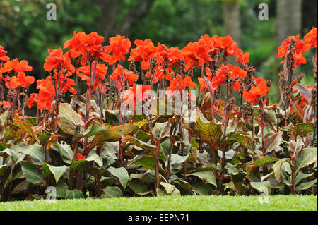 Durban, le KwaZulu-Natal, Afrique du Sud, les jardins, les fleurs rouges des plantes, poussant dans Canna parterre de fleurs, plantes, jardin botanique Banque D'Images