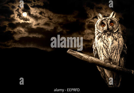 Owl et la pleine lune halloween abstract background Banque D'Images
