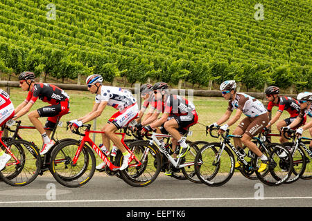 Adelaide Hills, Australie. 21 janvier, 2015. Cadel Evans (AUS) de BMC Racing Team (USA) centre de l'image (numéro 1), est entouré de coéquipiers lors de l'étape 2 du Tour Down Under.Evans était en cinquième position au classement général. L'étape 2 a été effectuée dans les collines d'Adélaïde en Australie. Banque D'Images