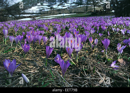 Prairie de printemps ou Crocus Crocus géant ( vernum) fleurit au début du printemps Banque D'Images