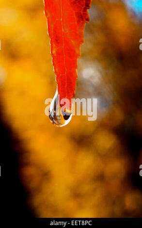 Goutte sur le limbe des feuilles assouplissantes Downy érable japonais (Acer japonicum) Banque D'Images