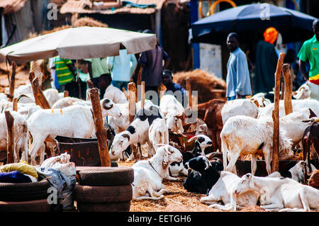 Marché aux bestiaux, Bamako, Mali Banque D'Images