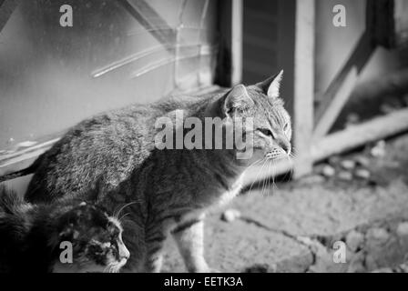 Stray Cat à Rome Banque D'Images