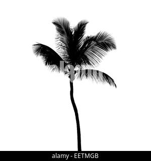 Silhouette noire de coconut palm tree isolé sur fond blanc Banque D'Images