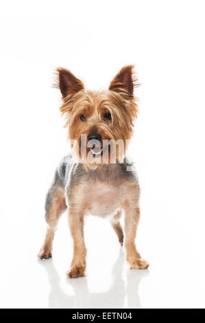 Yorkshire Terrier isolated on white Banque D'Images