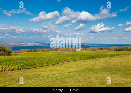 Lamoreaux Landing vignes sur Seneca Lake dans la région des lacs Finger de l'État de New York Banque D'Images
