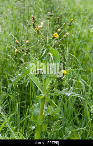 Le laiteron piquant, Sonchus asper, plante de la masse des déchets, Berkshire, juin Banque D'Images