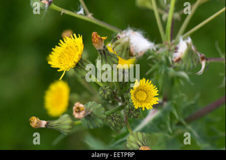 Le laiteron piquant, Sonchus asper, plante de la masse des déchets, Berkshire, juin Banque D'Images