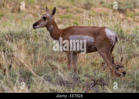 Pronghorn (Antilocapra americana) doe le pâturage dans le domaine à Bryce Canyon National Park, Utah, USA en juillet Banque D'Images