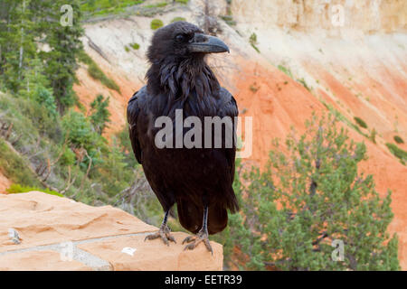 Grand Corbeau (Corvus corax) perché sur un mur donnant sur le Canyon à Bryce Canon National Park, Utah, USA en juillet Banque D'Images