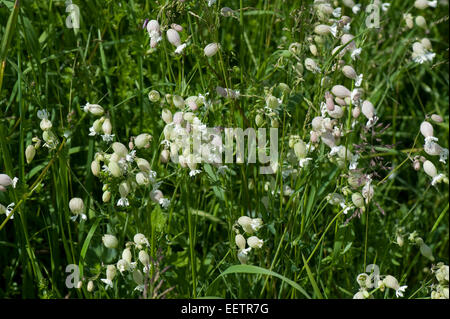Floraison blanche, la silène Silene vulgaris, sur downland, Berkshire, juin. une plante culinaire en europe Banque D'Images