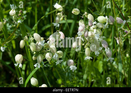 Floraison blanche, la silène Silene vulgaris, sur downland, Berkshire, juin. Une plante culinaire en Europe Banque D'Images