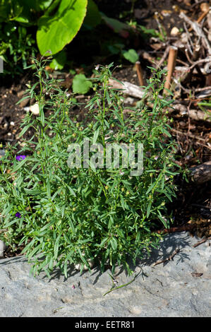 Petite linaire commune ou le chénorhinum mineur, Chaenorhinum minus, une petite plante en fleurs dans un jardin, Berkshire, Angleterre, Royaume-Uni, juin Banque D'Images