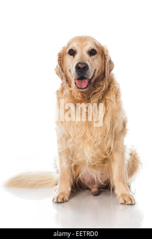 Golden retriever dog isolated on white Banque D'Images