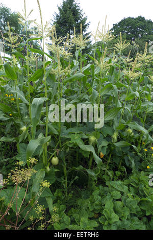 La permaculture - grimpeurs sous maïs sucré, Hough Jardin, Wilmslow, Cheshire, Royaume-Uni Banque D'Images