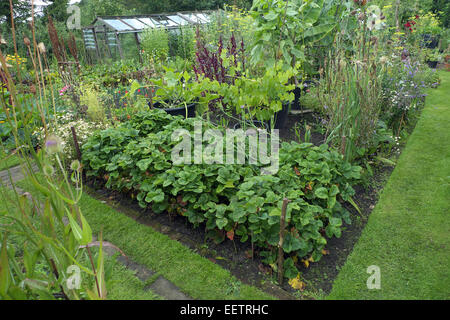 Plantes ornementales potager biologique, Cheshire, Royaume-Uni Banque D'Images