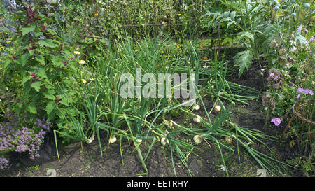 Plantes ornementales potager biologique, Cheshire, Royaume-Uni Banque D'Images