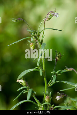 Petite linaire commune ou le chénorhinum mineur, Chaenorhinum minus, une petite plante en fleurs dans un jardin, Berkshire, Angleterre, Royaume-Uni, juin Banque D'Images