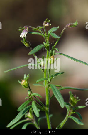 Petite linaire commune ou le chénorhinum mineur, Chaenorhinum minus, une petite plante en fleurs dans un jardin, Berkshire, Angleterre, Royaume-Uni, juin Banque D'Images