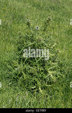 Spear thistle, Cirsium vulgare, strong bold plante en fleur dans les pâturages des prairies, Berkshire, juin Banque D'Images